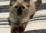 Alexander - Ragdoll Cat For Sale - Ocala, FL, US