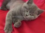 Beautiful blue british shorthair girl Nadezhda - British Shorthair Cat For Sale - CA, US