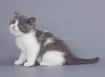 Lapka blue and white British shorthair baby girl - British Shorthair Cat For Sale - CA, US