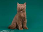 Beautiful cinnamon british shorthair boy Ahiless - British Shorthair Cat For Sale - CA, US