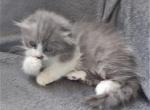 Female Scottish Kilt aka Munchkin Fold - Munchkin Cat For Sale - CO, US