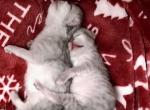 Persian Kittens - Persian Kitten For Sale - 