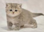 Zoriana - British Shorthair Cat For Sale - Los Angeles, CA, US