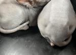 Sphynx Kittens - Sphynx Cat For Sale - Westford, MA, US