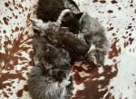 Kittens - Maine Coon Cat For Sale - Westfield, MA, US