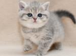 Ziro - British Shorthair Cat For Sale - Los Angeles, CA, US