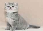 Zigzag - British Shorthair Cat For Sale - NY, US