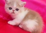 Alfredo - Exotic Cat For Sale - Philadelphia, PA, US