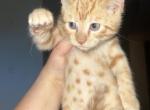 Mix bengal only 1 orange males left - Bengal Cat For Sale - Akron, OH, US