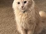 mainecoon female mix - Maine Coon Cat For Sale - Akron, OH, US