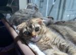 Dahlia - Scottish Fold Cat For Sale - Auburn, WA, US