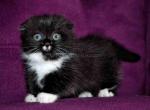 Buba black & white mittens scottish kilt munchkin - Scottish Fold Cat For Sale - CA, US