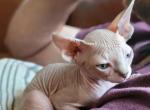 Poppy - Sphynx Cat For Sale - Rockford, IL, US