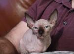 Petra - Sphynx Cat For Sale - Rockford, IL, US
