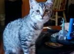 MALE Dart - Manx Cat For Sale - New Bern, NC, US