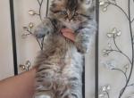 Tiger - Persian Cat For Sale - Bowie, MD, US