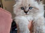 Simba - Persian Cat For Sale - Bowie, MD, US