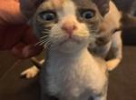 Robin - Devon Rex Cat For Sale - Stanford, MT, US