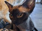 COCO - Devon Rex Cat For Sale - Stanford, MT, US