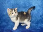 RESERVED Eliza Calico - Scottish Straight Cat For Sale - Sunnyvale, CA, US