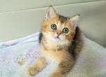 Dallas - British Shorthair Kitten For Sale - 