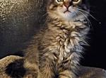 Kiki - Maine Coon Kitten For Sale - Kent, WA, US