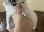 Luna litter - Persian Cat For Sale - Boca Raton, FL, US