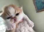 Luna - Persian Cat For Sale - Boca Raton, FL, US