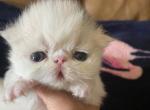 Last litter - Persian Cat For Sale - Boca Raton, FL, US