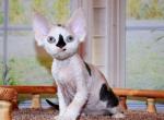 Tiramisu - Devon Rex Cat For Sale - Miami, FL, US