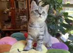 Moon - Scottish Straight Cat For Sale - Brooklyn, NY, US