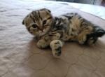 Max3 - Scottish Fold Cat For Sale - Philadelphia, PA, US