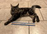 Thor - Maine Coon Cat For Sale - San Antonio, TX, US