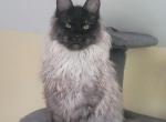 Rocket - Maine Coon Cat For Sale - Jasper, GA, US