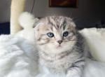 Gray - Scottish Fold Kitten For Sale - Buffalo, NY, US