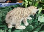 Colt    REDUCED - Highlander Cat For Sale - La Pine, OR, US