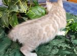 Honey - Highlander Kitten For Sale - La Pine, OR, US