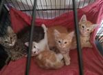 Domestic Boys - Domestic Cat For Sale - Dunn, NC, US