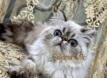 Beljapur cattery Milo - Himalayan Cat For Sale - Austin, TX, US