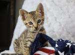 F4 SBT Savannah Boy - Savannah Cat For Sale - Lakeland, FL, US