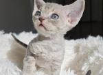Stella - Devon Rex Cat For Sale - Williamsburg, VA, US