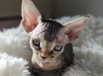 Linus - Devon Rex Cat For Sale - Williamsburg, VA, US