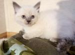 Ragamese Female - Ragdoll Cat For Sale - Eau Claire, WI, US