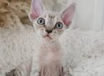 Silas - Devon Rex Cat For Sale - Williamsburg, VA, US