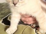 Ragamese Female 3 - Ragdoll Cat For Sale - Eau Claire, WI, US