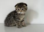 Sima - Scottish Fold Cat For Sale - Brooklyn, NY, US