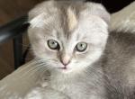 Josie Scottish Fold Blue Cream Tortie Girl - Scottish Fold Cat For Sale - Odessa, FL, US