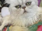 Proven Plato Petit Teacup Persian - Persian Cat For Sale/Service - Tampa, FL, US