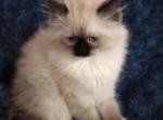 Tica Mitted Seal Point - Ragdoll Cat For Sale - Troy, KS, US