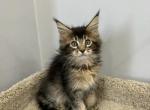 Logan - Maine Coon Cat For Sale - NY, US